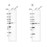 SHMT2 Antibody in Western Blot (WB)