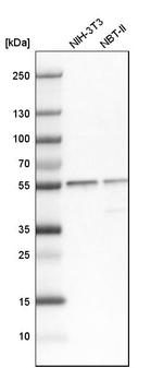 SERBP1 Antibody in Western Blot (WB)