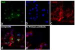 DPF2 Antibody in Immunocytochemistry (ICC/IF)