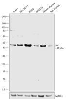 DPF2 Antibody in Western Blot (WB)