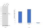 DPF2 Antibody in Western Blot (WB)