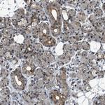 DPF2 Antibody in Immunohistochemistry (IHC)