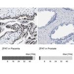 ZFAT Antibody