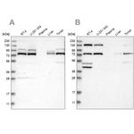 PLAA Antibody in Western Blot (WB)