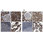 HIBADH Antibody in Immunohistochemistry (IHC)