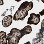 HIBADH Antibody in Immunohistochemistry (IHC)