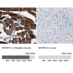 MYBPC1 Antibody in Immunohistochemistry (IHC)