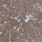 ALAD Antibody in Immunohistochemistry (IHC)