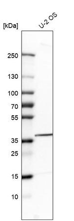 TPST2 Antibody in Western Blot (WB)