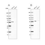 PDP1 Antibody in Western Blot (WB)