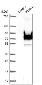 KLHL41 Antibody in Western Blot (WB)