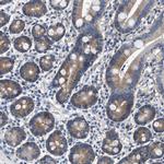 COX19 Antibody in Immunohistochemistry (IHC)