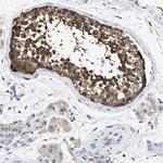 COX19 Antibody in Immunohistochemistry (IHC)