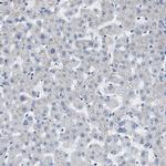 COX19 Antibody in Immunohistochemistry (IHC)