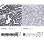 COX19 Antibody