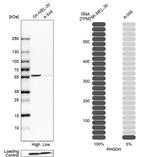 PHGDH Antibody in Western Blot (WB)