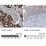 NQO2 Antibody