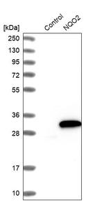 NQO2 Antibody in Western Blot (WB)