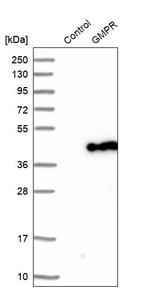 GMPR Antibody in Western Blot (WB)