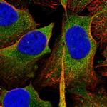 SH3GL1 Antibody in Immunocytochemistry (ICC/IF)