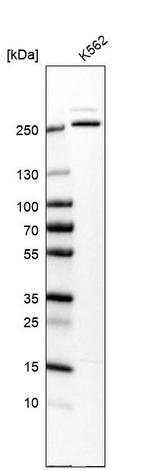 GANP Antibody in Western Blot (WB)