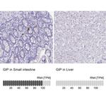 GIP Antibody in Immunohistochemistry (IHC)