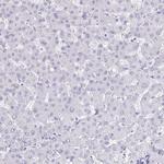 GIP Antibody in Immunohistochemistry (IHC)