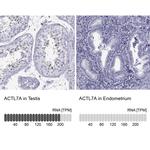 Actin-like 7A Antibody