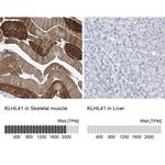 KLHL41 Antibody