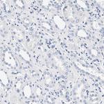 Actin-like 7B Antibody in Immunohistochemistry (IHC)