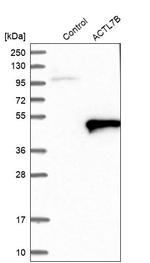 Actin-like 7B Antibody in Western Blot (WB)