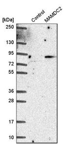 MAMDC2 Antibody in Western Blot (WB)