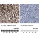 SLC47A1 Antibody