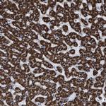 ECHS1 Antibody in Immunohistochemistry (IHC)