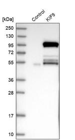 KIF9 Antibody in Western Blot (WB)