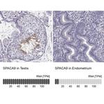 SPACA9 Antibody