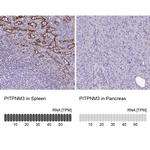 PITPNM3 Antibody