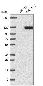 GARNL3 Antibody in Western Blot (WB)