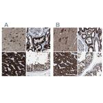 ECHS1 Antibody in Immunohistochemistry (IHC)