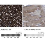 ECHS1 Antibody