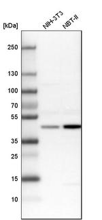 BZW2 Antibody in Western Blot (WB)