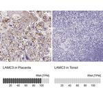 Laminin gamma-3 Antibody