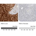 HRSP12 Antibody