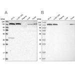 PFAS Antibody in Western Blot (WB)