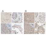 DCAF7 Antibody in Immunohistochemistry (IHC)