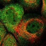 C17orf53 Antibody in Immunocytochemistry (ICC/IF)