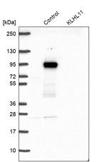 KLHL11 Antibody in Western Blot (WB)