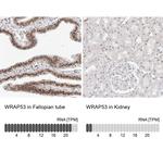 WRAP53 Antibody