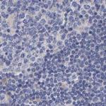 EFR3A Antibody in Immunohistochemistry (IHC)