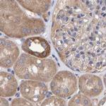 EFR3A Antibody in Immunohistochemistry (IHC)